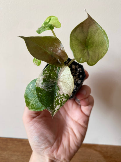 Alocasia Wentii albo/pink variegated | 5 cm pot [B]