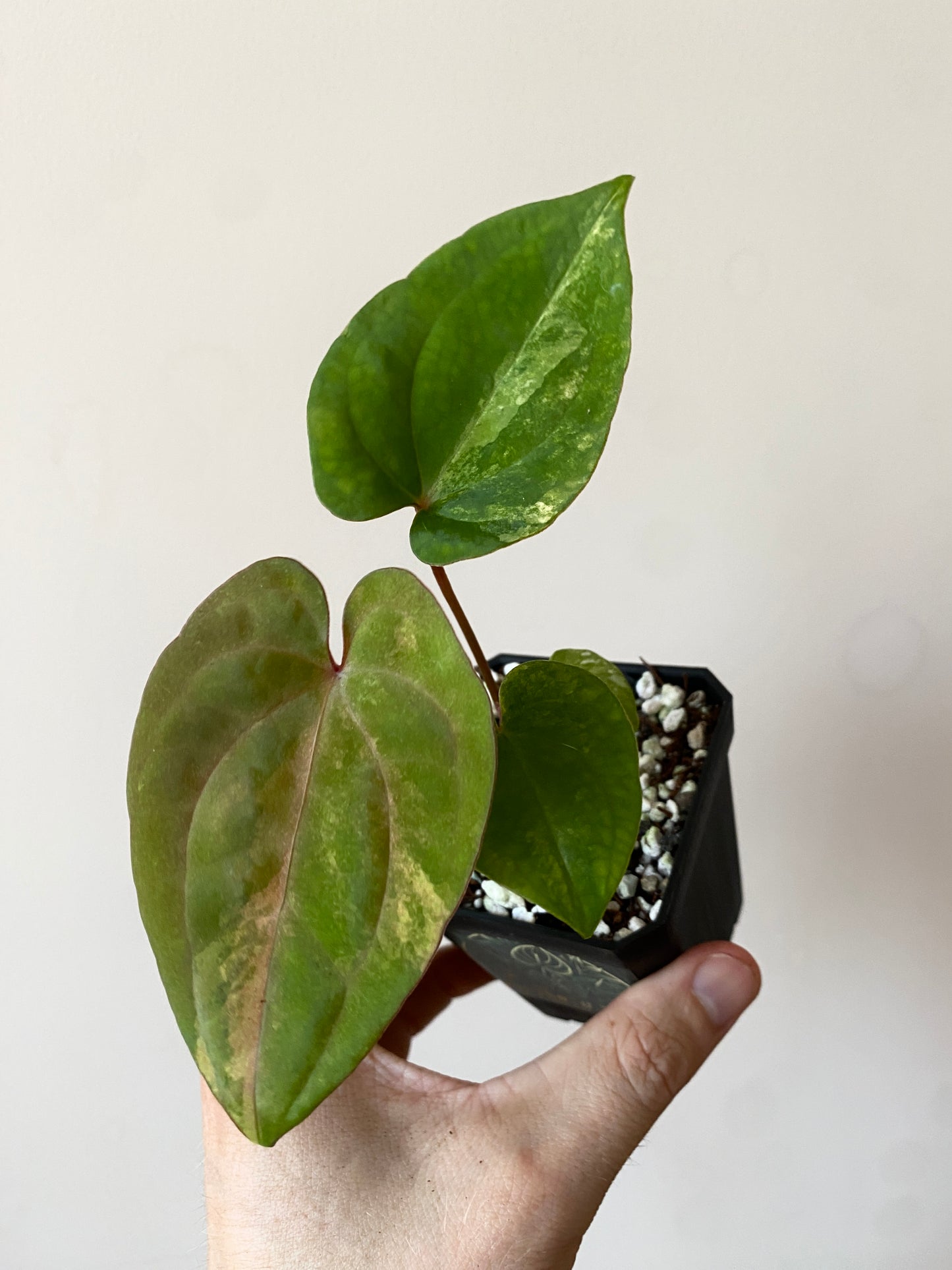 Anthurium Papillilaminum var X Guna Yala (S1) | 7 cm pot