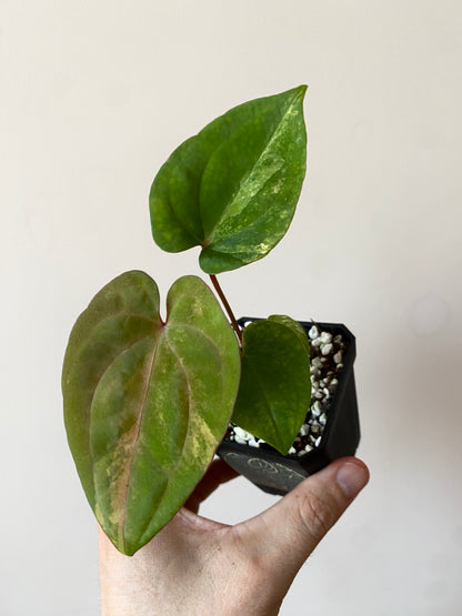 Anthurium Papillilaminum var X Guna Yala (S1) | 7 cm pot