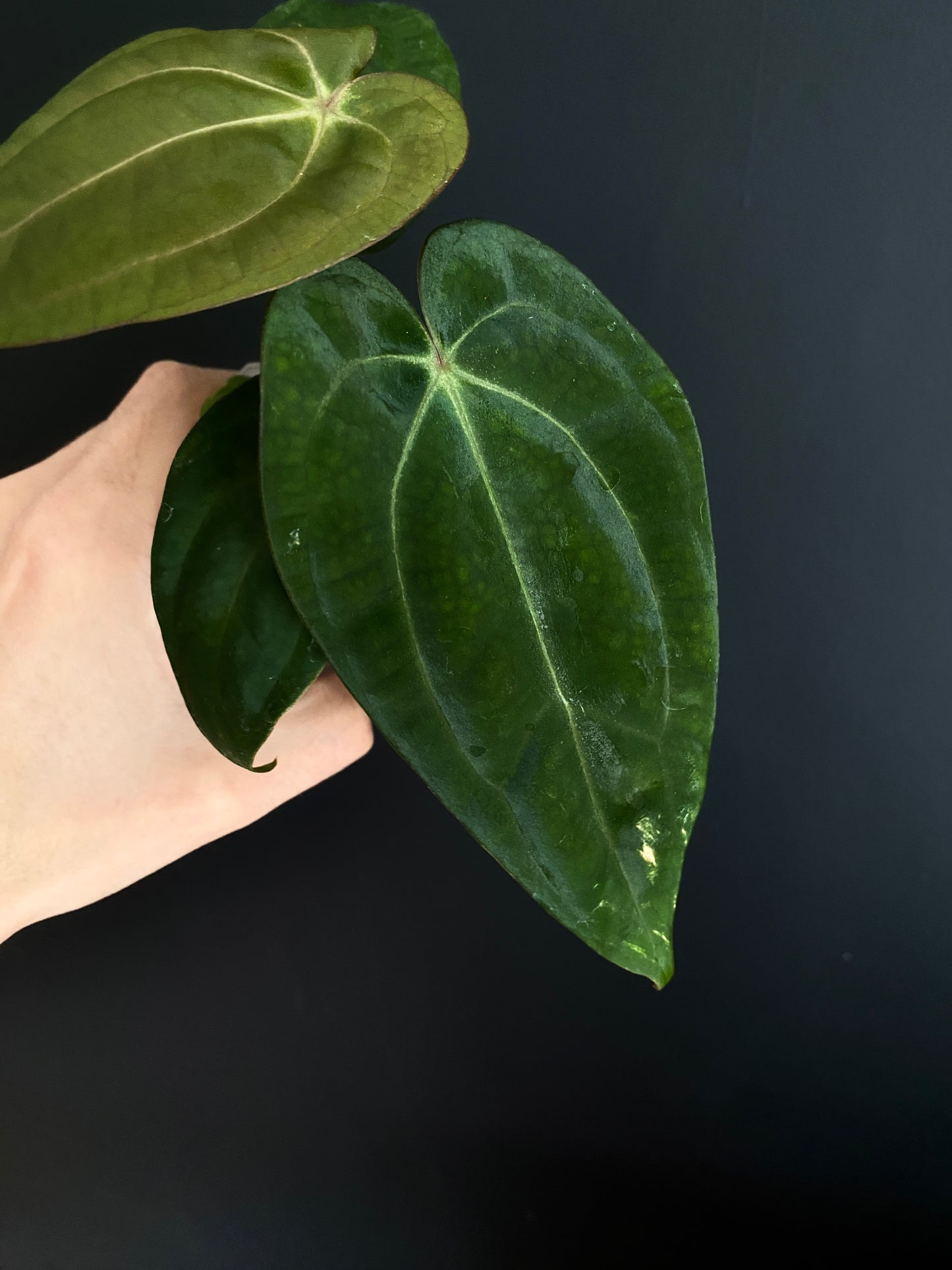 Anthurium Carlablackiae (OG5xRA4) X RVDP | 7 cm pot