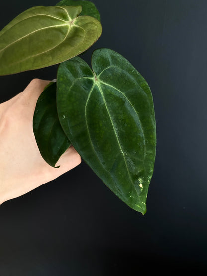 Anthurium Carlablackiae (OG5xRA4) X RVDP | 7 cm pot