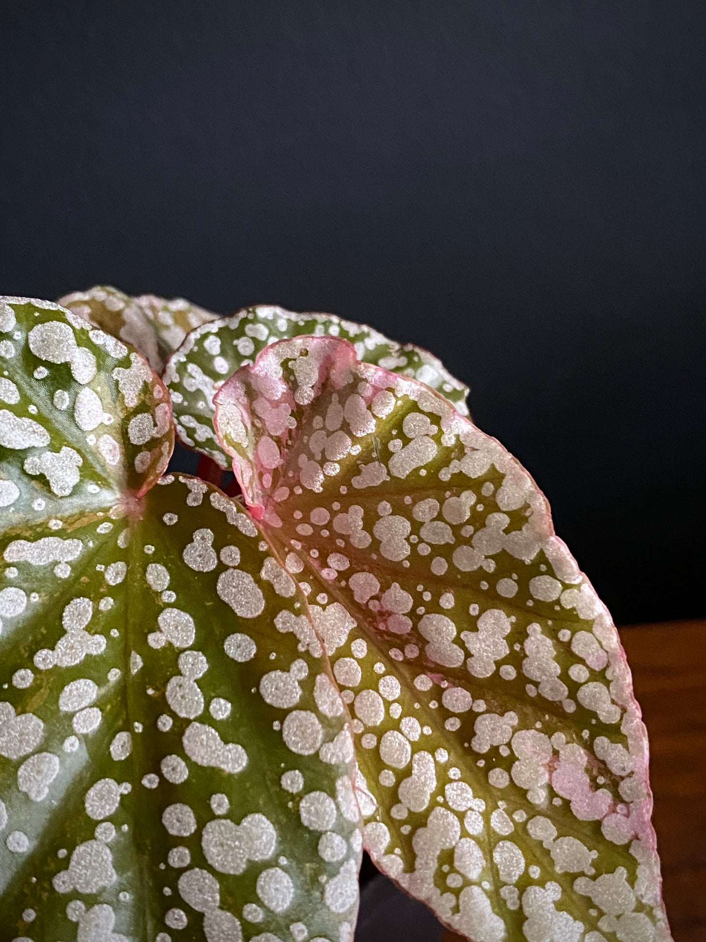 Begonia Snow Capped Pink variegated | 7 cm pot