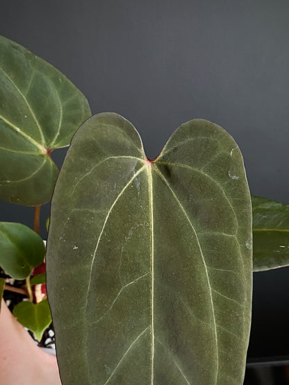 Anthurium Papillilaminum x DocBlock Red Crystal X long NoID | 7 cm pot