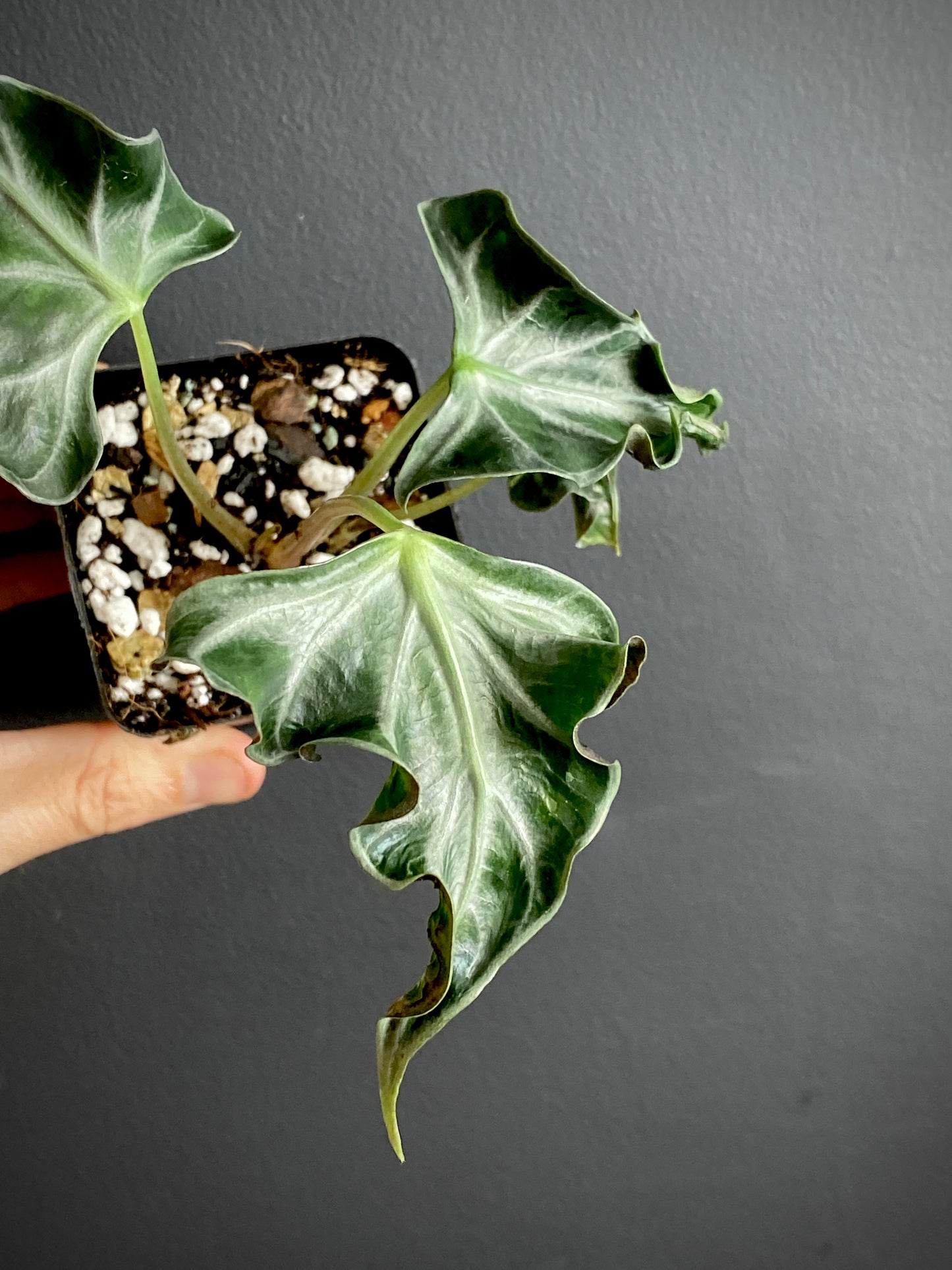 Alocasia Loco | 7 cm pot