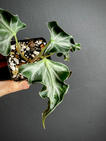 Alocasia Loco | 7 cm pot