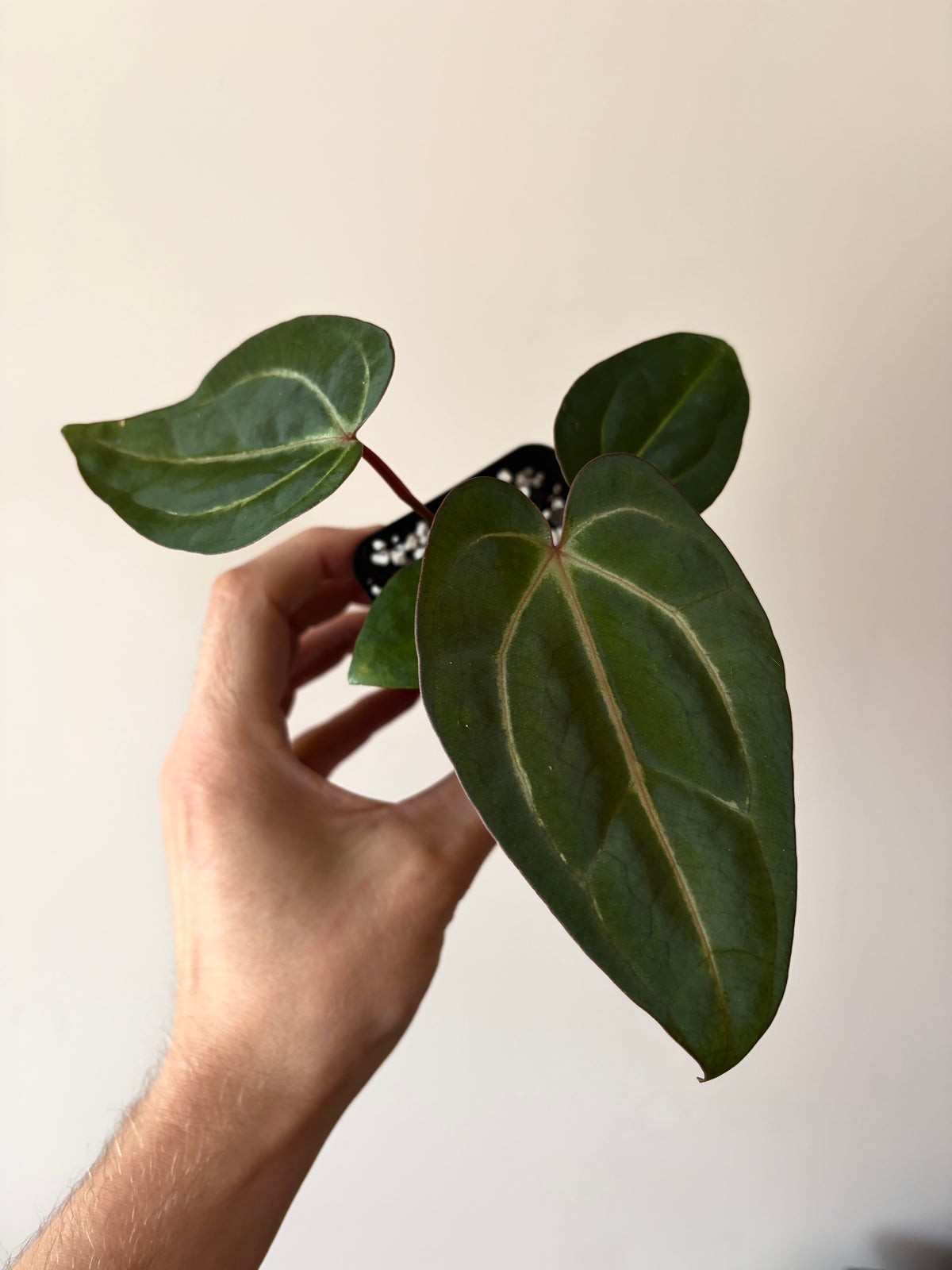 Anthurium Dark Knight X Carlablackiae | 7 cm pot