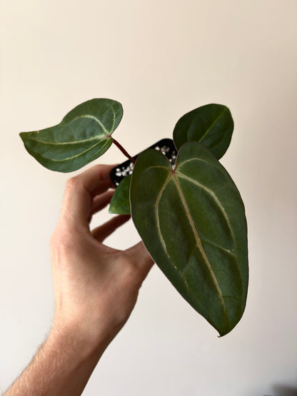 Anthurium Dark Knight X Carlablackiae | 7 cm pot