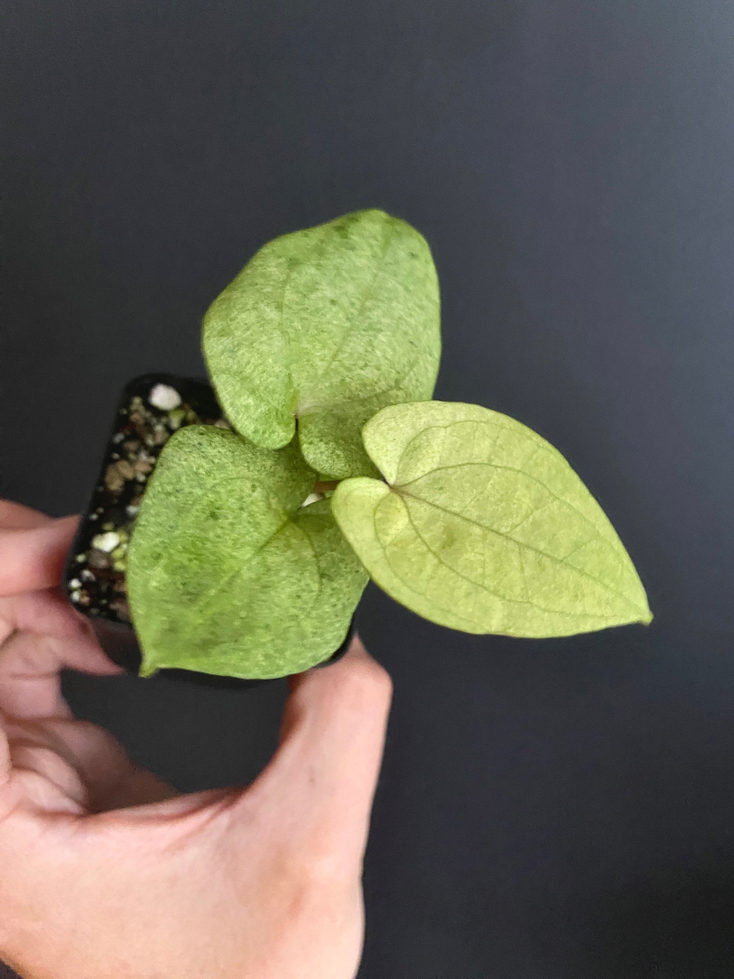 Anthurium Dark Phoenix mint variegated | 6 cm pot [A]