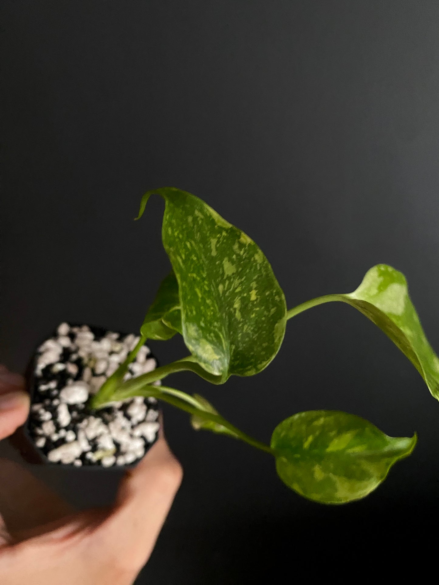 Monstera Deliciosa Electrolyte | 5 cm pot [B]