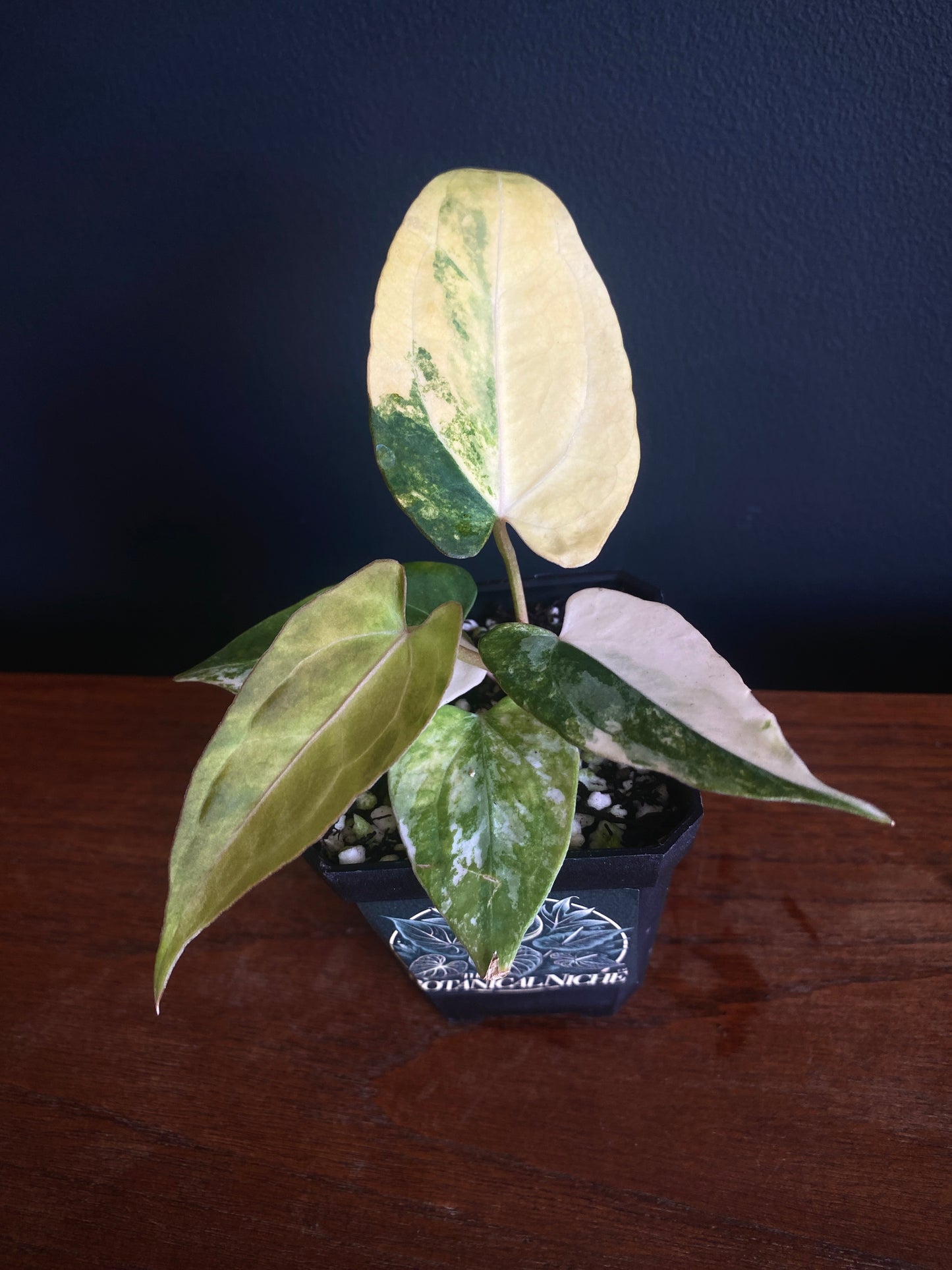Anthurium Papillilaminum var X RVDP | 7 cm pot