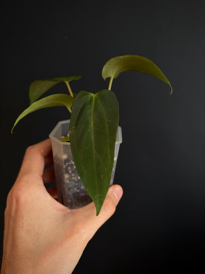 Anthurium Papillilaminum Fort Sherman (x self) | 7 cm pot [A]