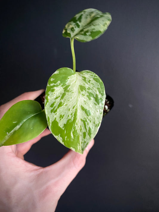 Monstera Bulbasaur | 7 cm pot