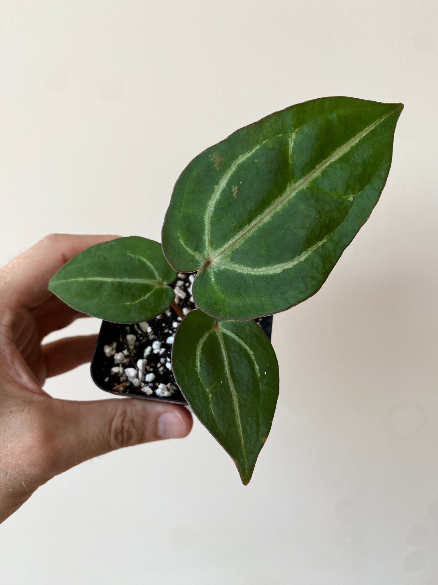 Anthurium Carlablackiae AU2 X Michelle x Zara | 7 cm pot
