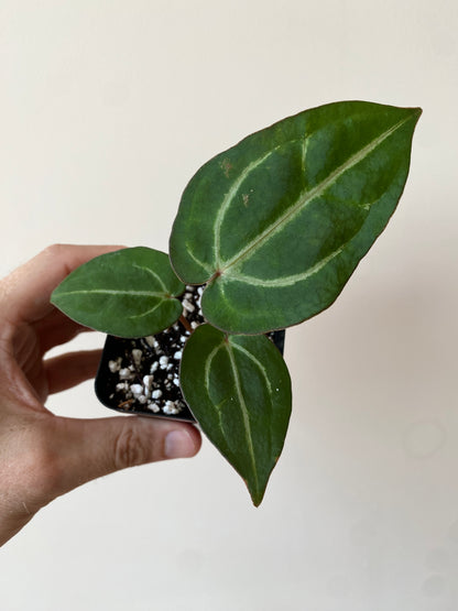 Anthurium Carlablackiae AU2 X Michelle x Zara | 7 cm pot