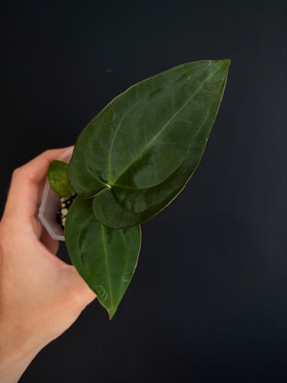 Anthurium Papillilaminum X-one X Flamingo Bird | 6 cm pot