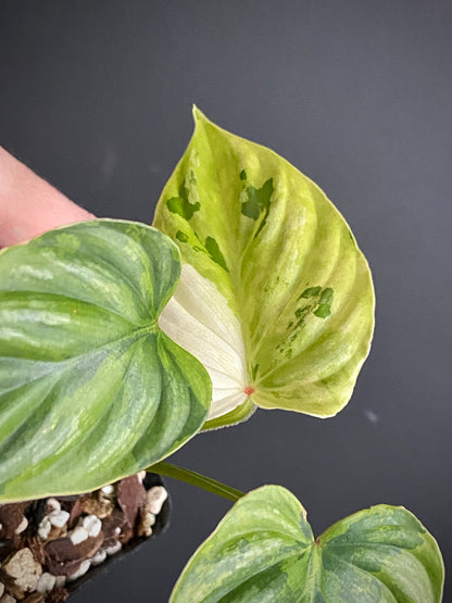 Philodendron Plowmanii variegata | 7 cm pot