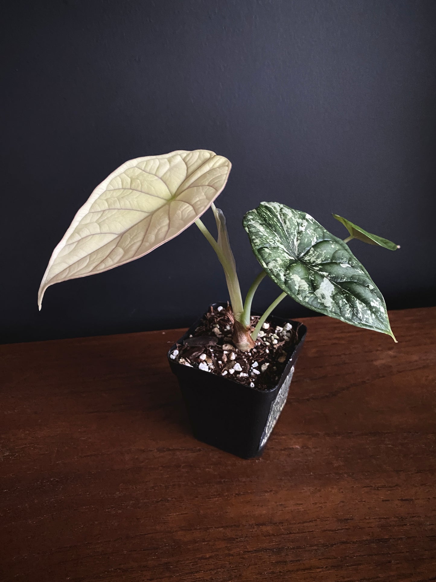 Alocasia Dragonscale Albo variegata | 7 cm pot [A]