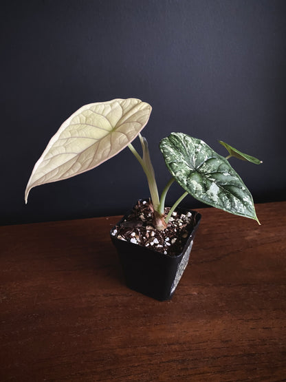 Alocasia Dragonscale Albo variegata | 7 cm pot [A]