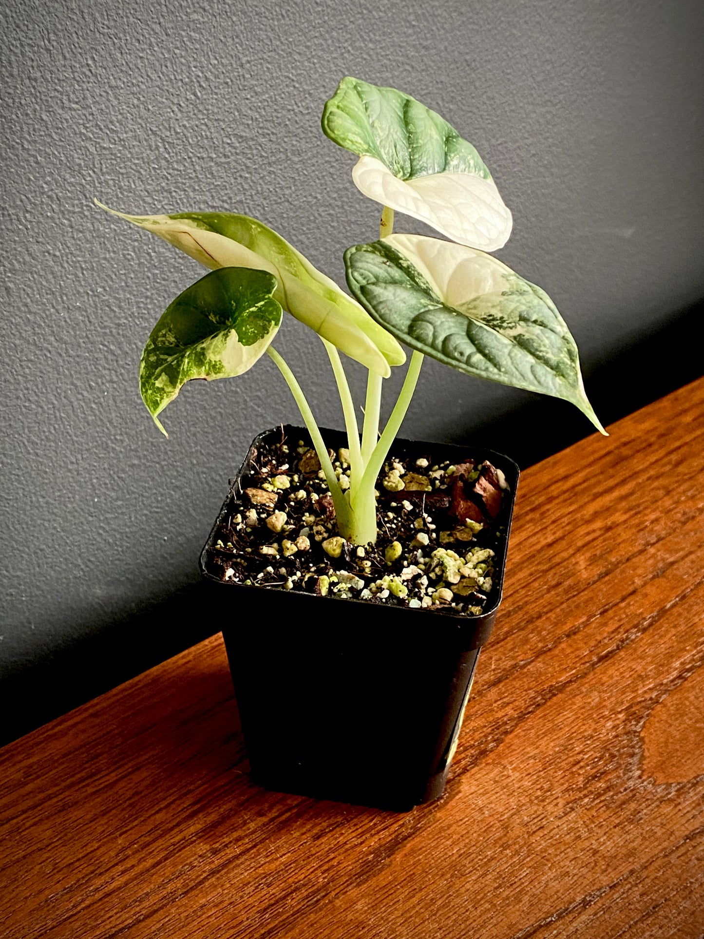 Alocasia Dragonscale Albo variegata | 7 cm pot (A)