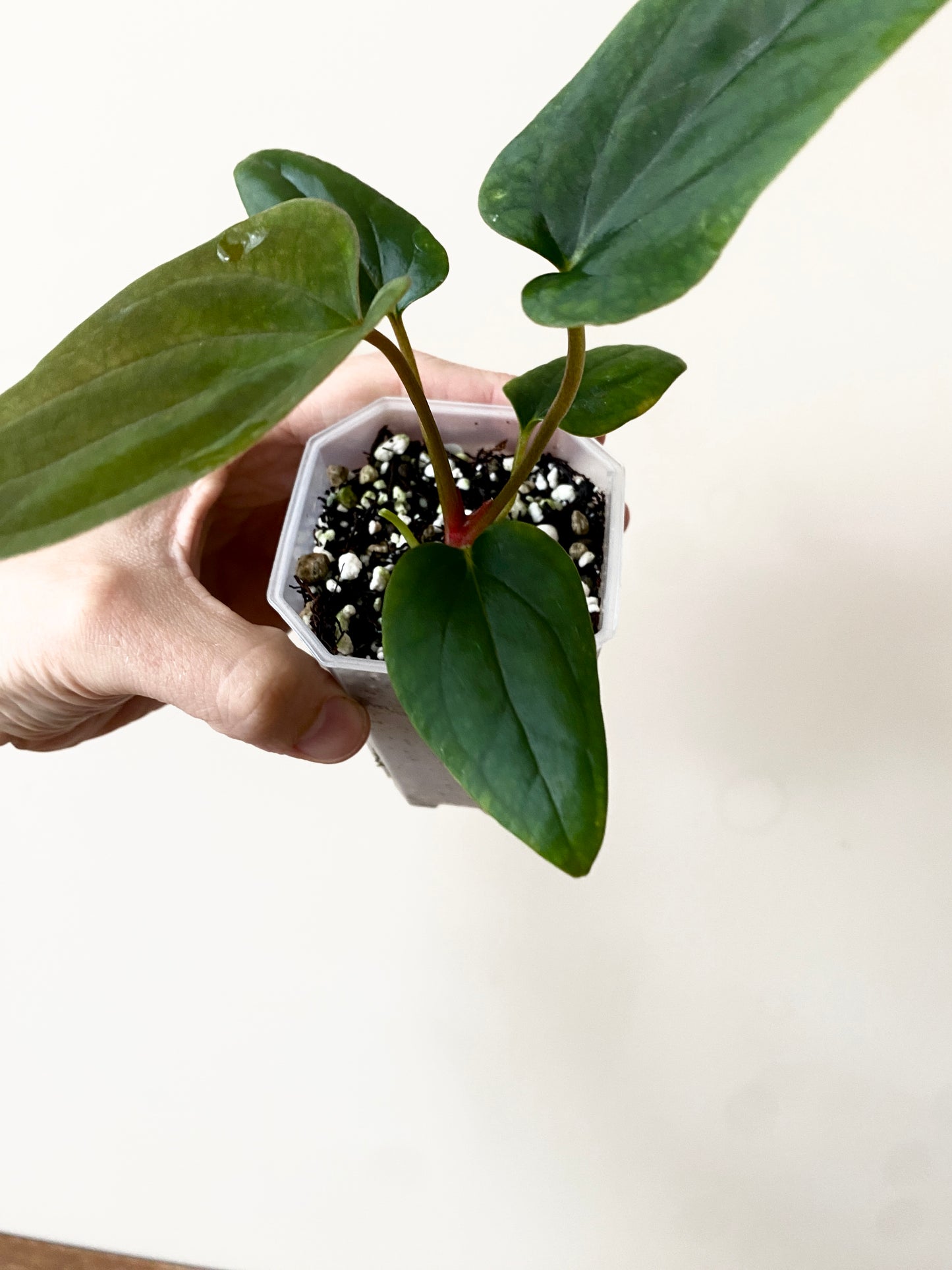 Anthurium Portillae 'Dorito' S2 | 7 cm pot [B]