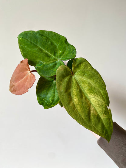 Anthurium RVDP (self) mint variegated | 7 cm pot