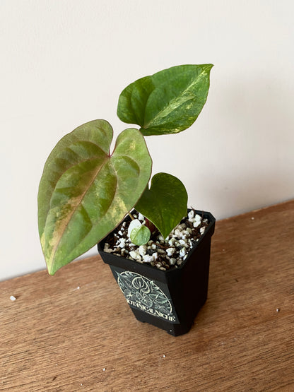 Anthurium Papillilaminum var X Guna Yala (S1) | 7 cm pot