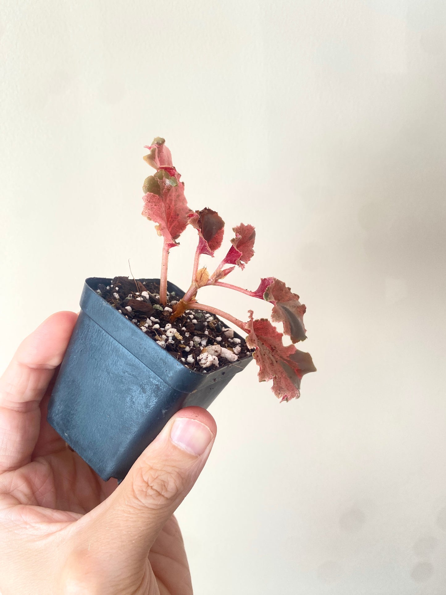 Begonia Cucullata Pink variegated | 6 cm pot