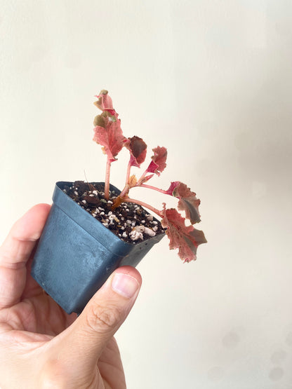 Begonia Cucullata Pink variegated | 6 cm pot
