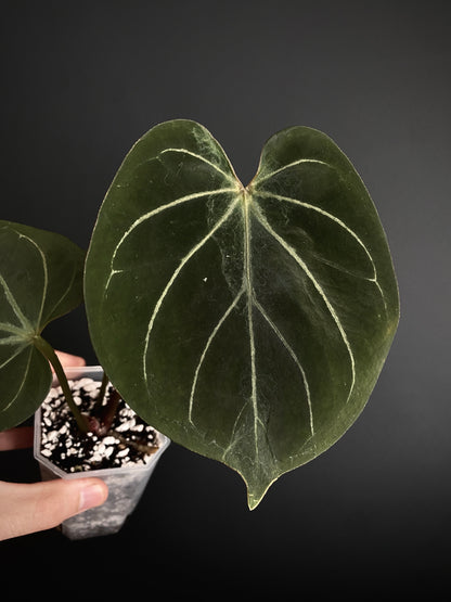 Anthurium King of Spades (KOS/HU) | 7 cm pot