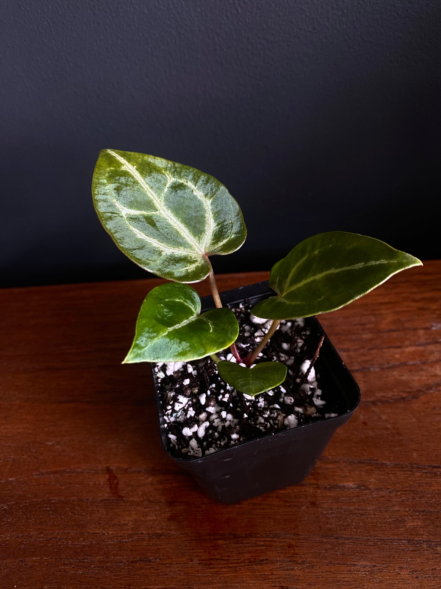 Anthurium Crystal var x Michelle (non-variegated) | 6 cm pot