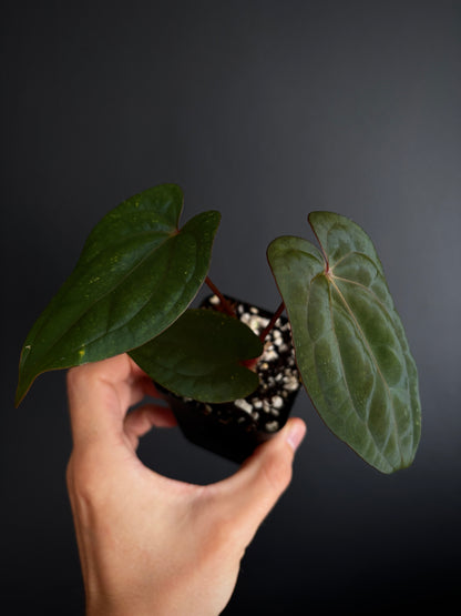 Anthurium Red Vein Dark Phoenix | 7 cm pot [B]