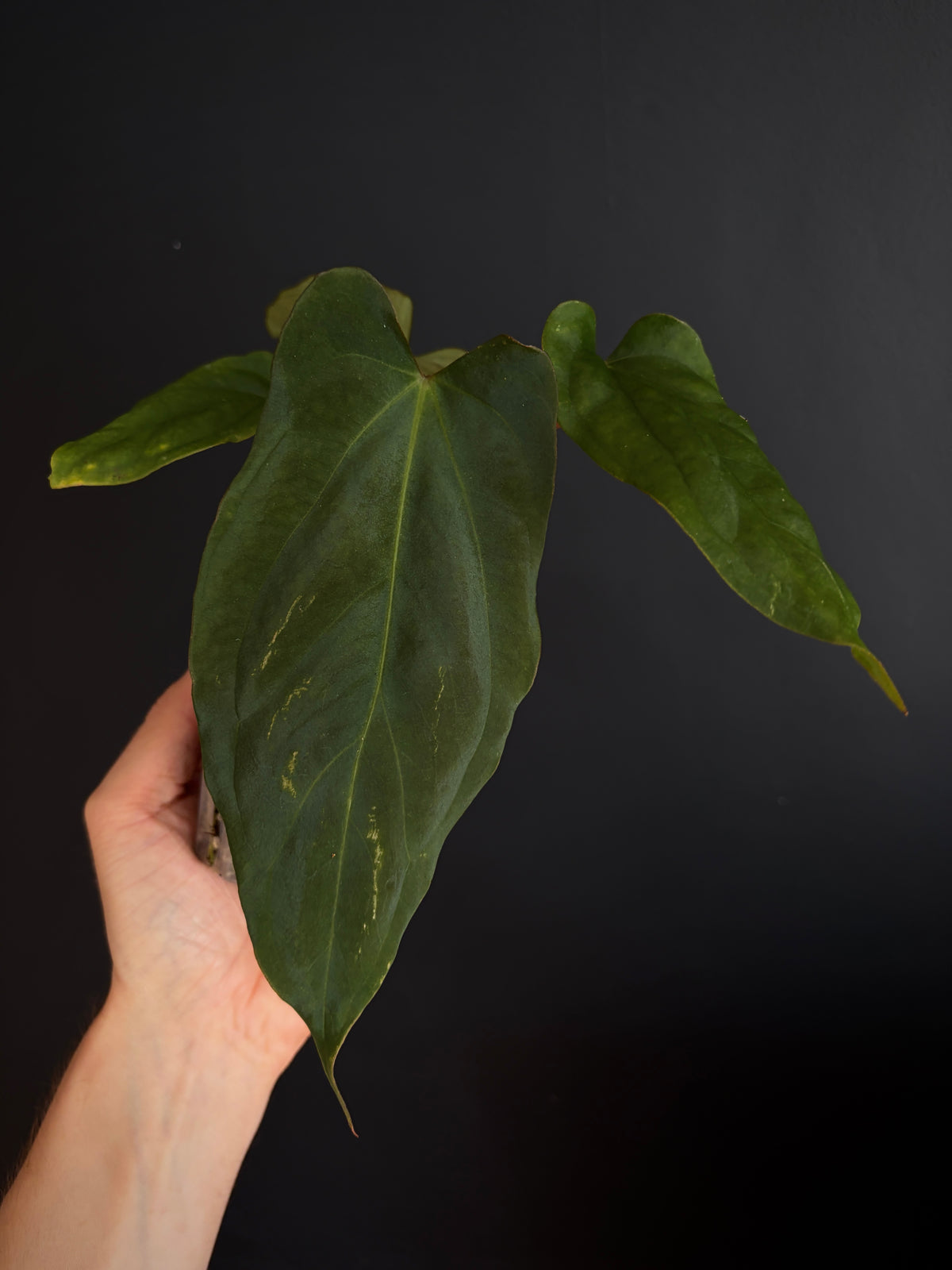 Anthurium Golden Eagle X BVEP (R.FxF) | 7 cm pot [A]