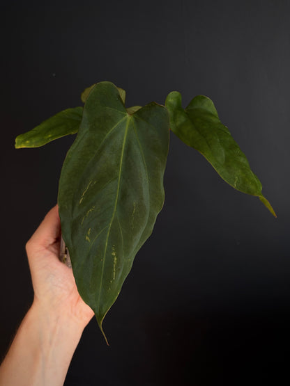 Anthurium Golden Eagle X BVEP (R.FxF) | 7 cm pot [A]