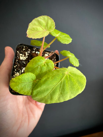 Begonia Pavonina | 6 cm pot [B]