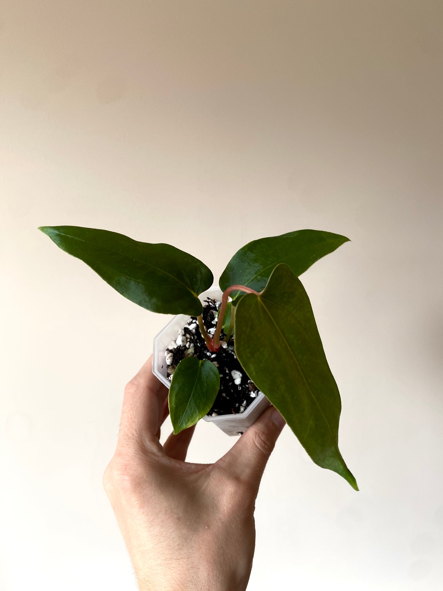 Anthurium Papillilaminum (Ree Gardens x RL) X RLFS | 7 cm pot [B]