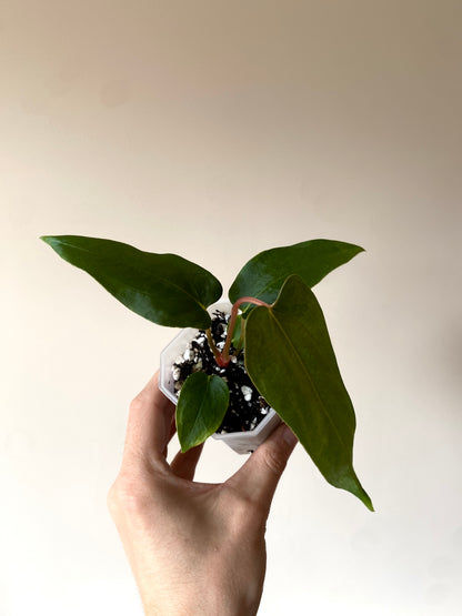 Anthurium Papillilaminum (Ree Gardens x RL) X RLFS | 7 cm pot [B]