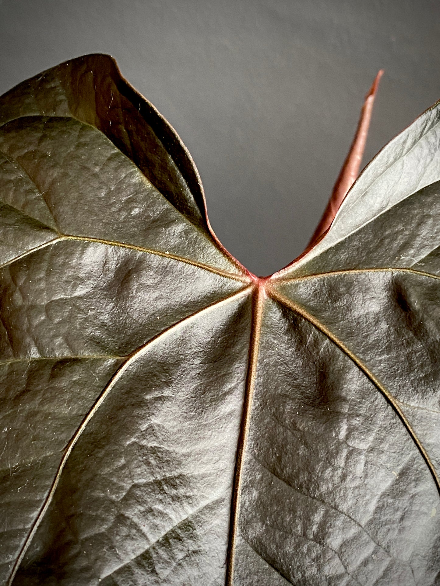 Anthurium Queen of Hearts | 12 cm pot (C)