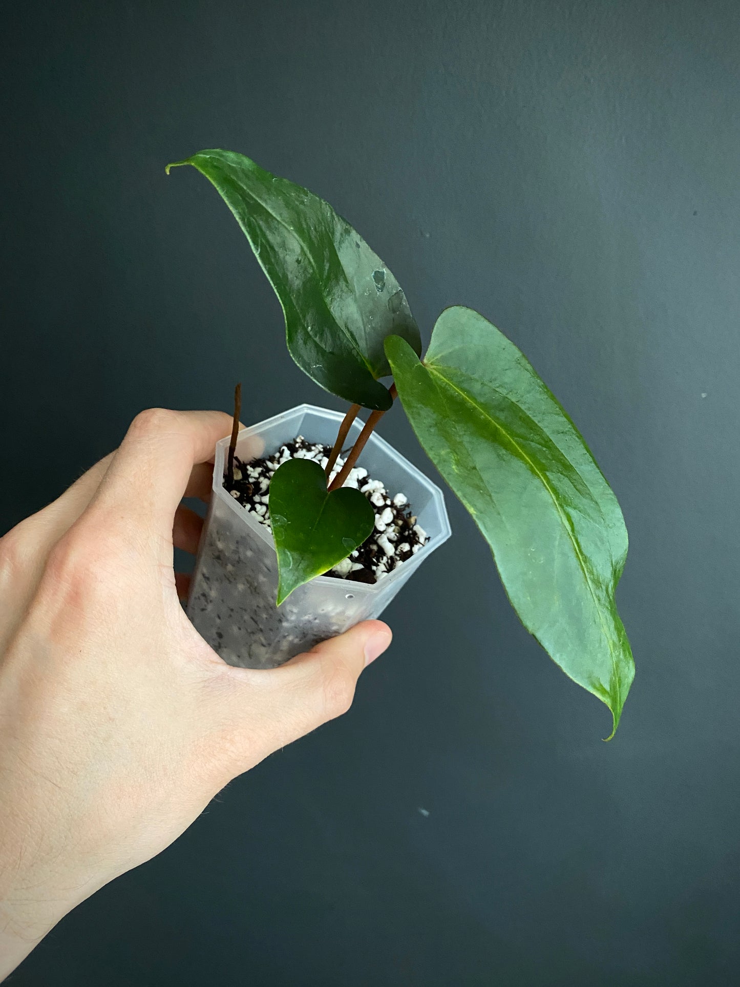 Anthurium Papillaminum (Ree Gardens x RL) X RLFS | 7 cm pot [C]