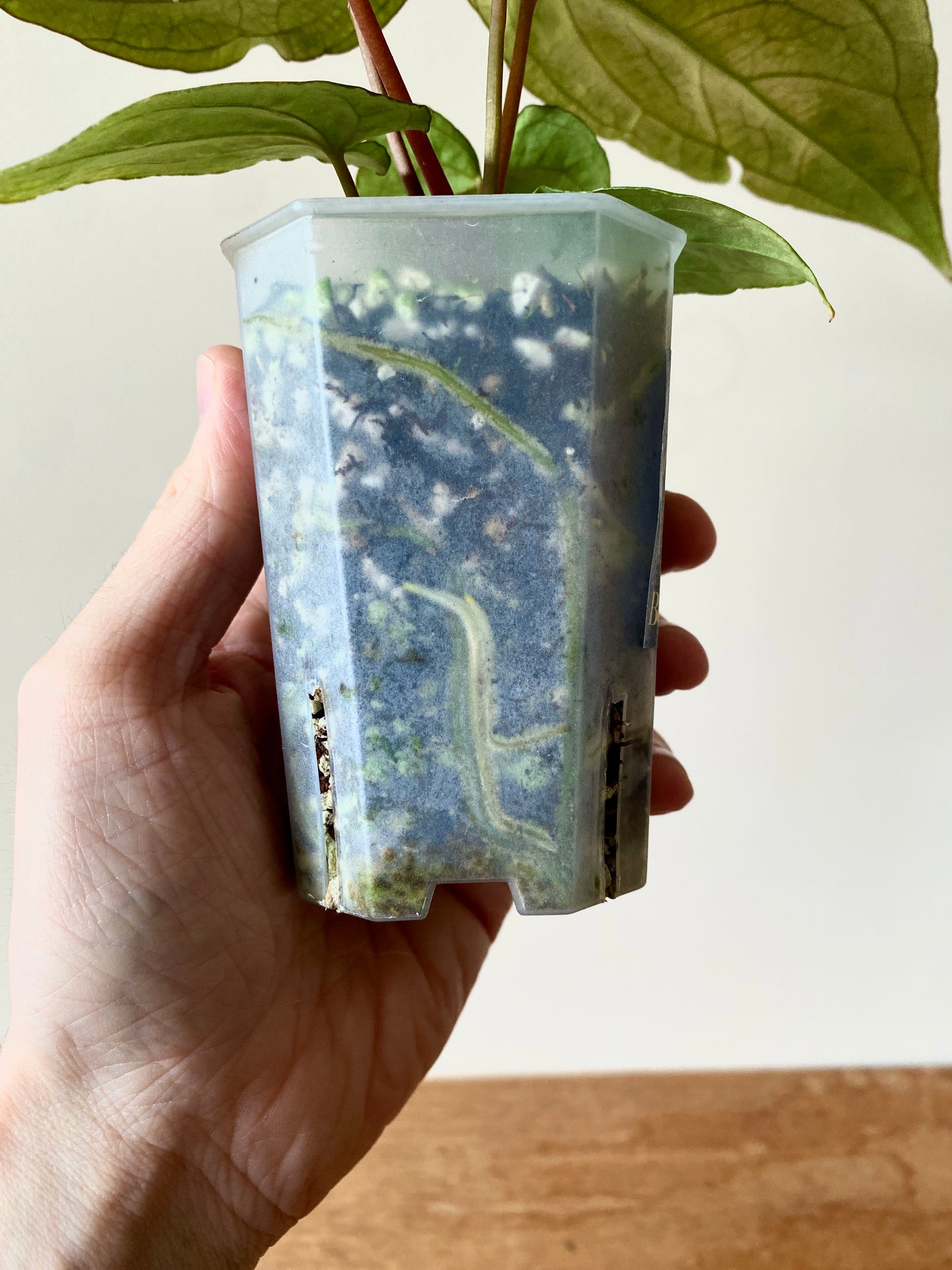 Anthurium RVDP (self) mint variegated | 7 cm pot