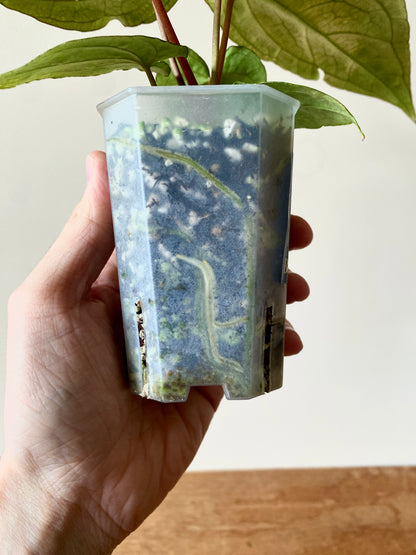 Anthurium RVDP (self) mint variegated | 7 cm pot