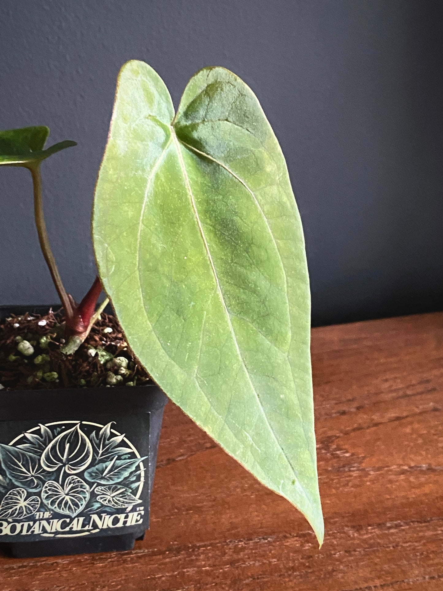 Anthurium (FTG x Fort Sherman) X (NoID Code Red x Papillaminum A+) | 6 cm pot