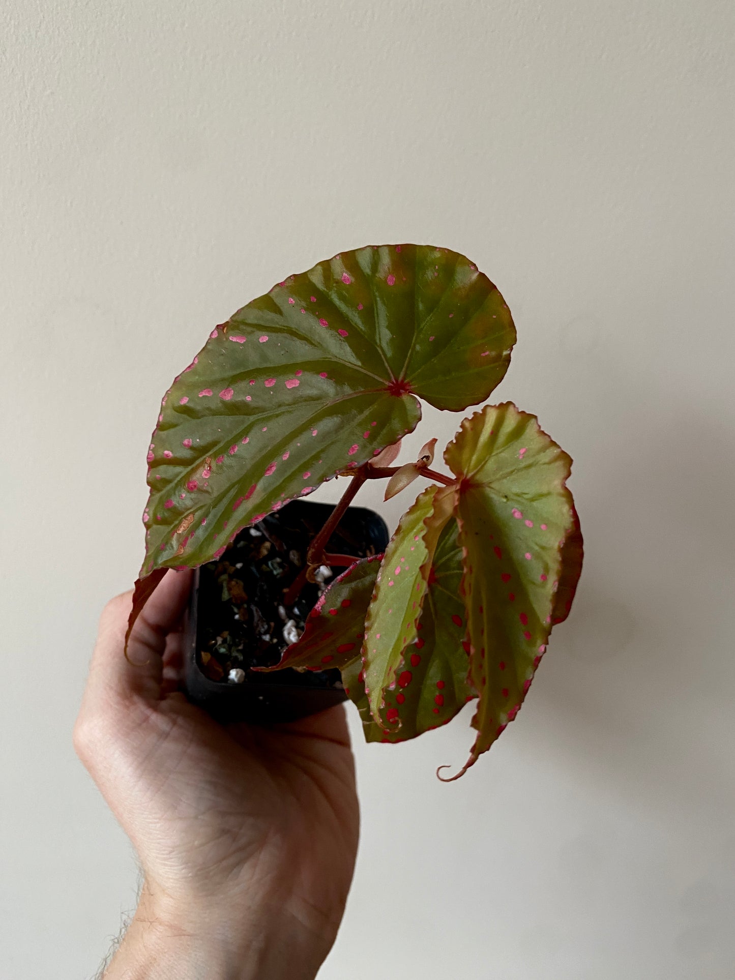 Begonia Negrosensis X Nothobaramensis | 6 cm pot [A]