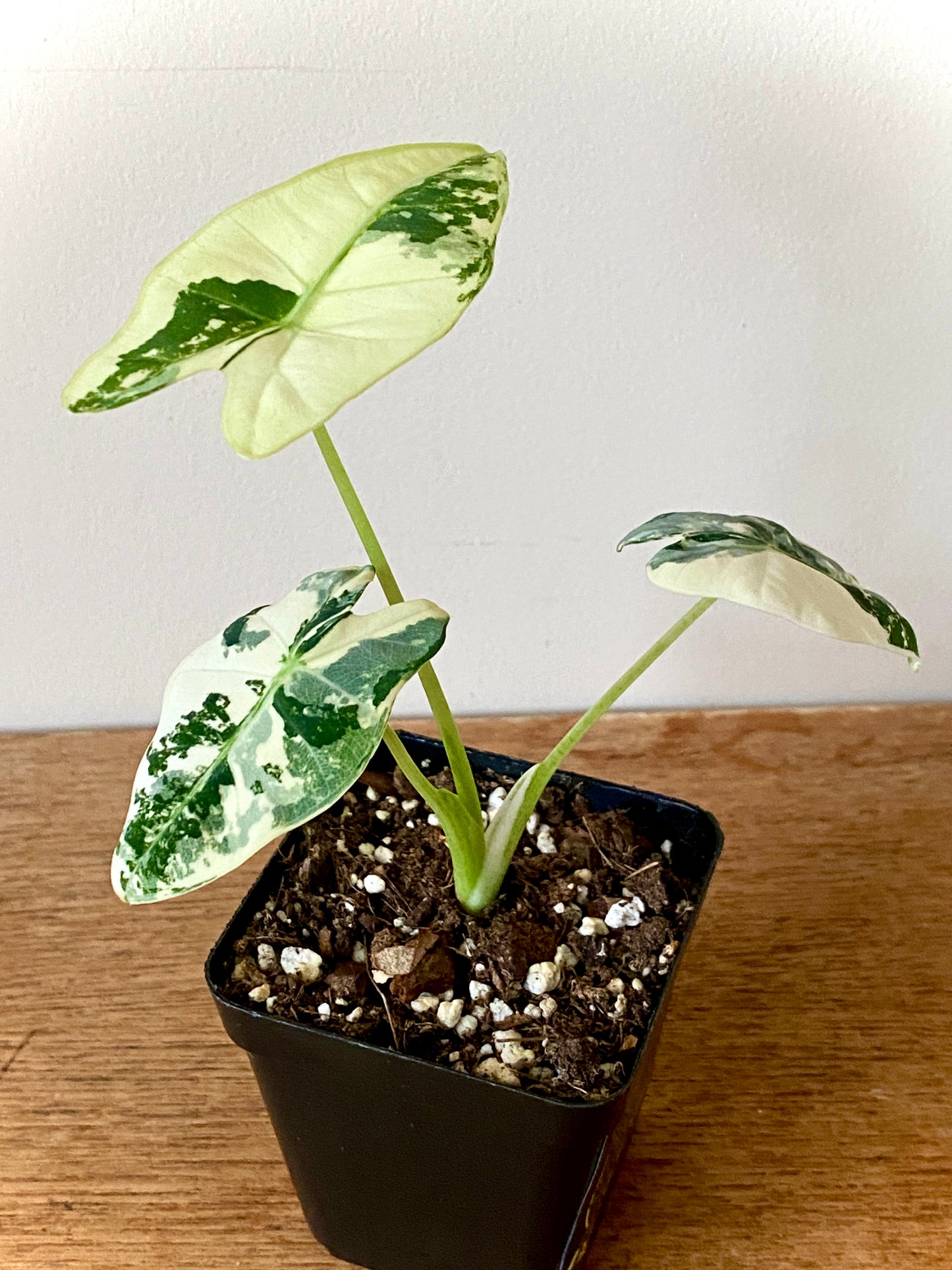 Alocasia Frydek Albo variegated | 7 cm pot