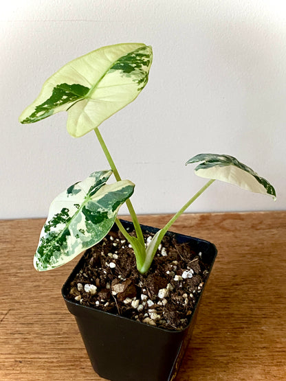Alocasia Frydek Albo variegated | 7 cm pot