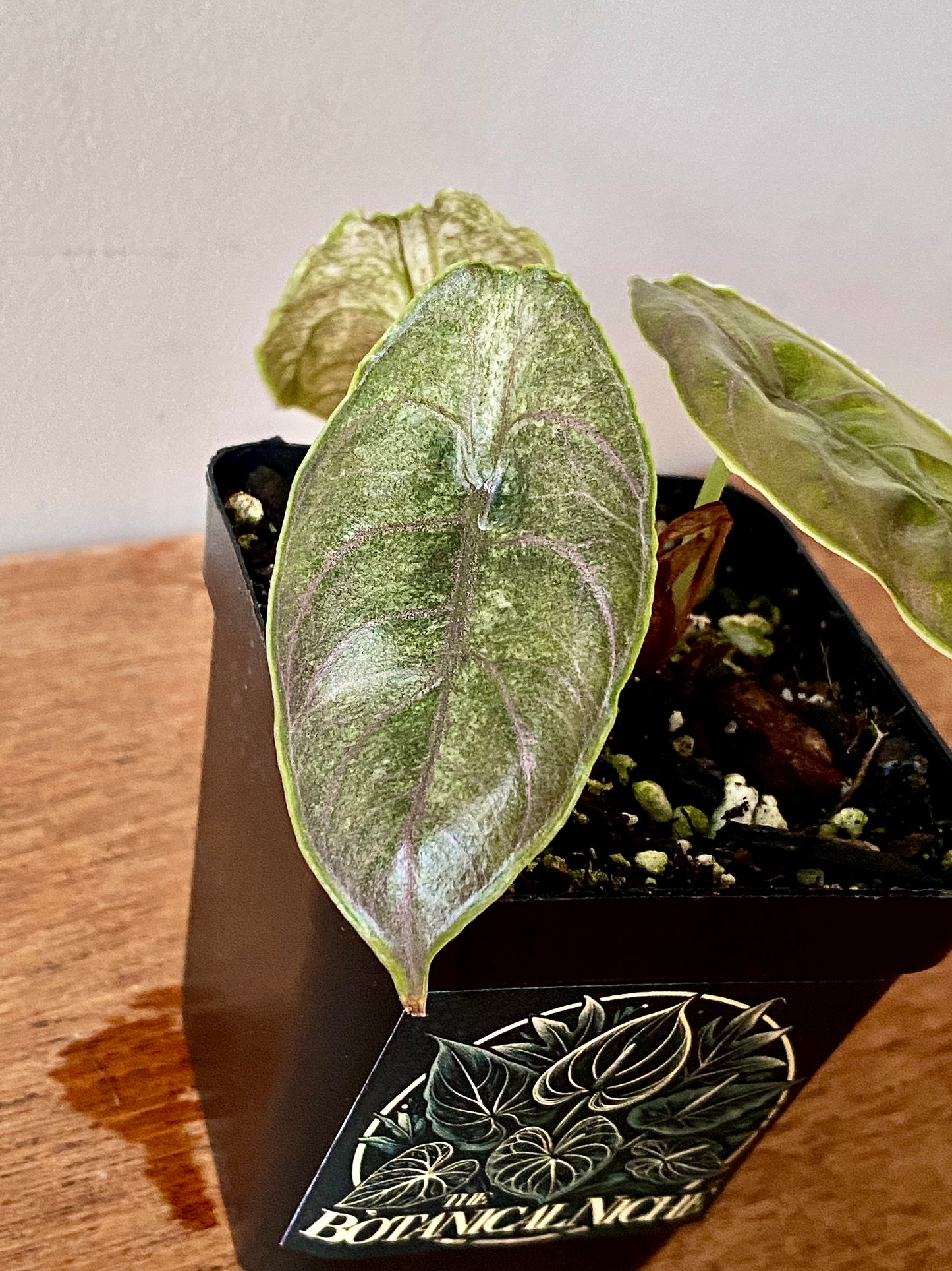 Alocasia Azlanii Mint Variegated | 7 cm pot