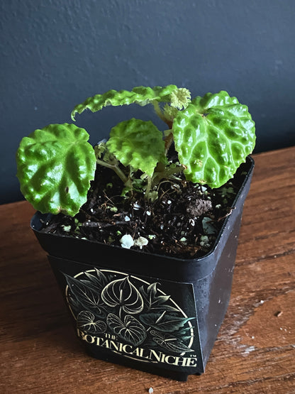 Begonia Dracopelta | 6 cm pot