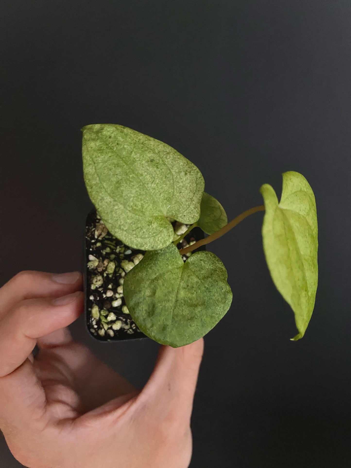 Anthurium Dark Phoenix mint variegated | 6 cm pot [B]