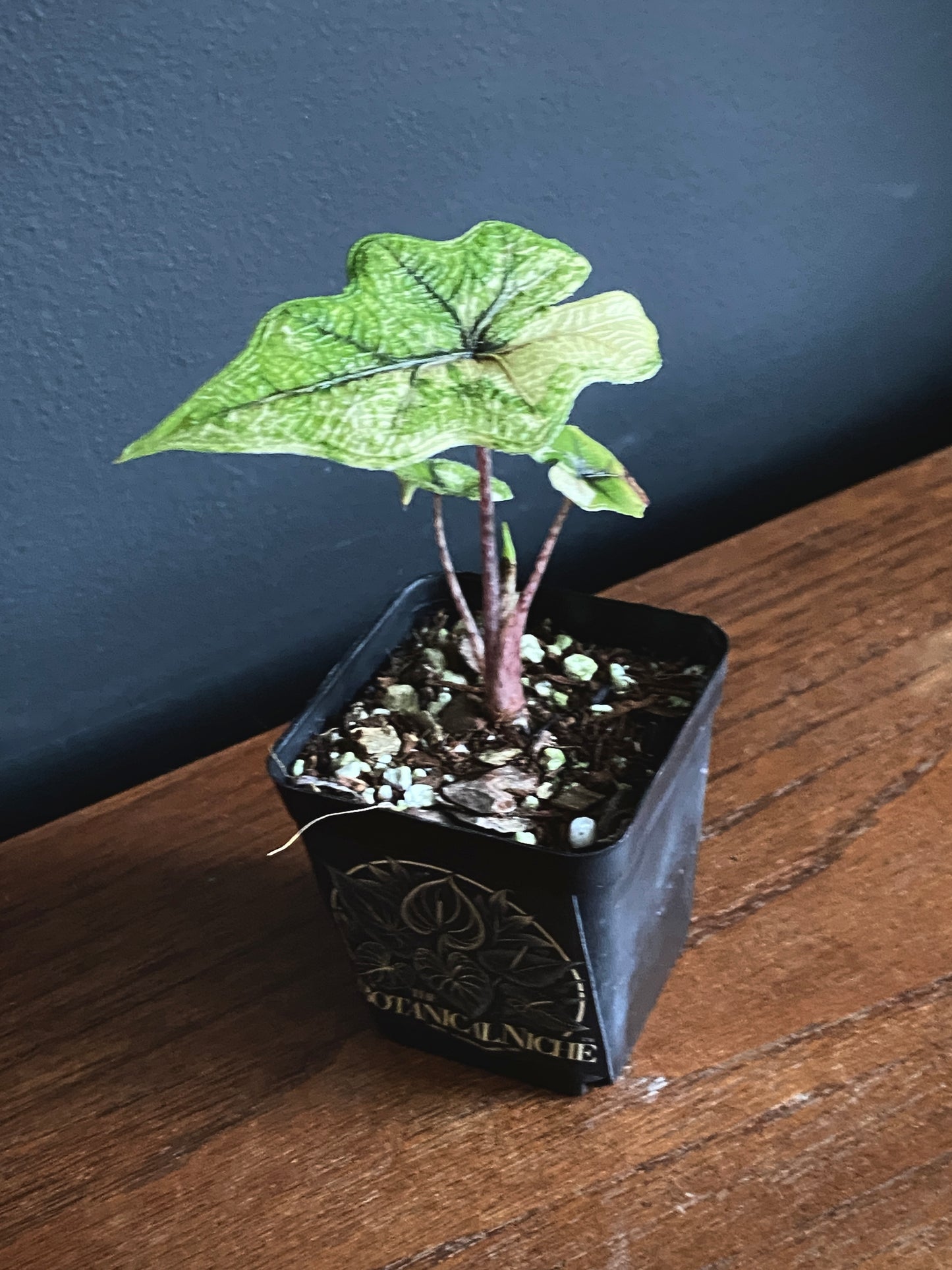 Alocasia Tandurusa 'Jacklyn' Aurea variegated | 6 cm pot