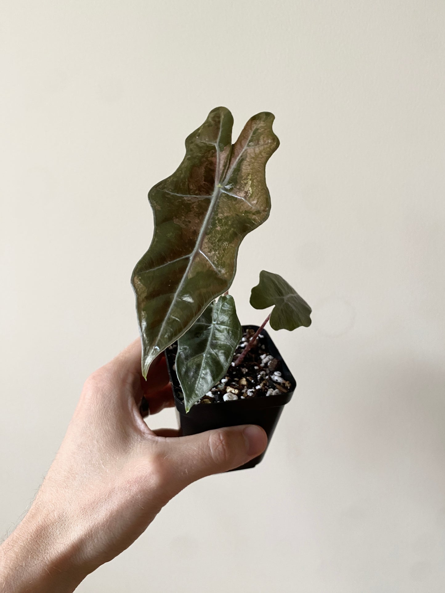 Alocasia Pseudosanderiana Pink variegated | 7 cm pot