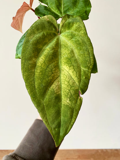 Anthurium RVDP (self) mint variegated | 7 cm pot
